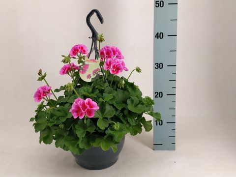 Pelargonium MARCADA MAGENTA