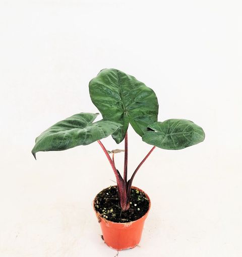 Alocasia 'Yucatan Princess'