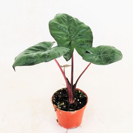 Alocasia 'Yucatan Princess'