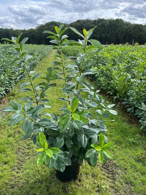Prunus laurocerasus 'Novita'