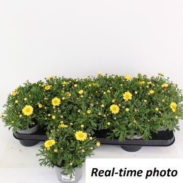 Argyranthemum frutescens LA RITA YELLOW