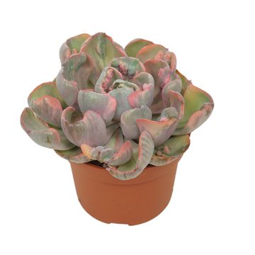 Echeveria 'Cleopatra'