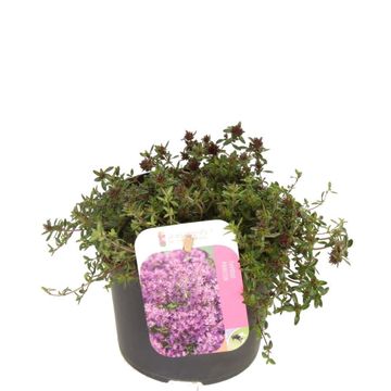 Thymus praecox 'Red Carpet'