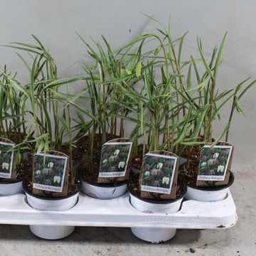 Fritillaria meleagris