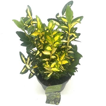 Euonymus japonicus 'Gold Queen'