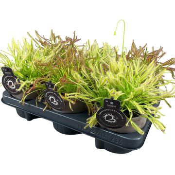 Drosera capensis MIX