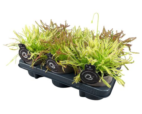 Drosera capensis MIX