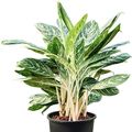 Aglaonema 'Madonna'