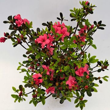 Rhododendron 'Rokoko' (AJ)