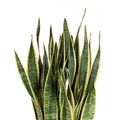 Sansevieria trifasciata 'Laurentii'