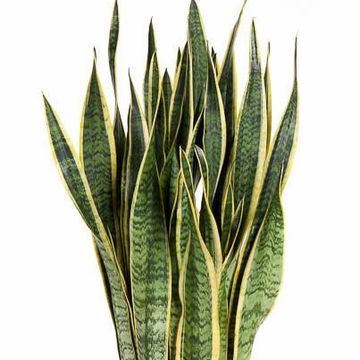 Sansevieria trifasciata 'Laurentii'