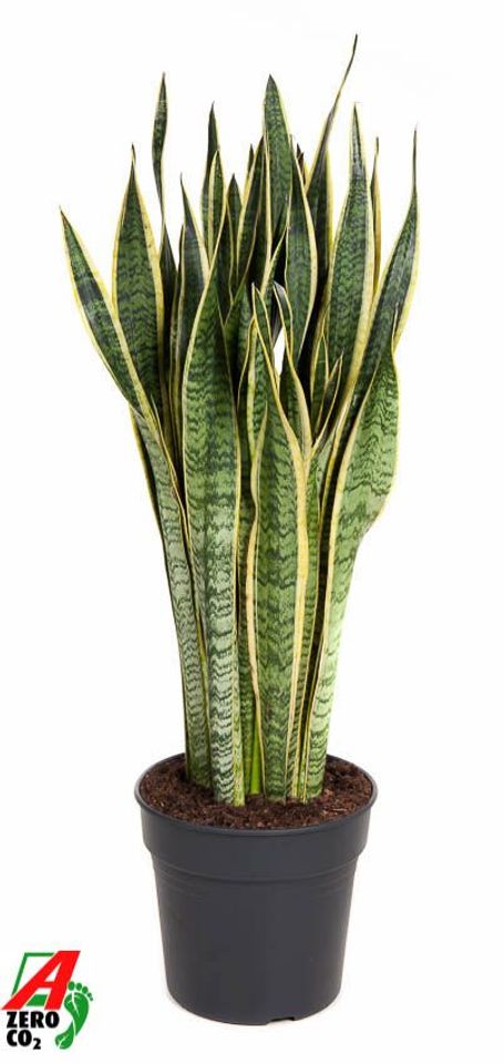 Sansevieria trifasciata 'Laurentii'