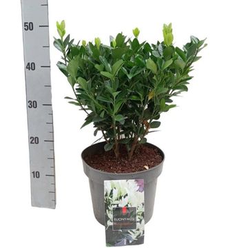 Euonymus japonicus EXTRAVAGANZA