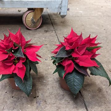 Euphorbia pulcherrima CHRISTMAS FEELINGS RED