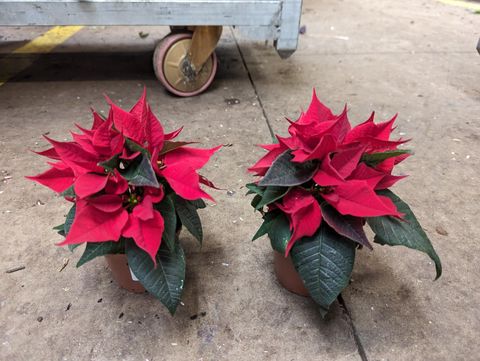 Euphorbia pulcherrima CHRISTMAS FEELINGS RED