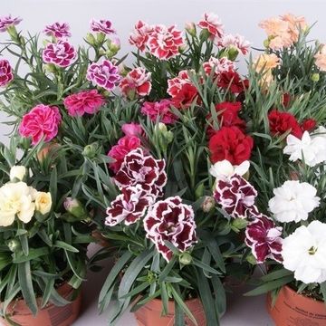 Dianthus chinensis MIX