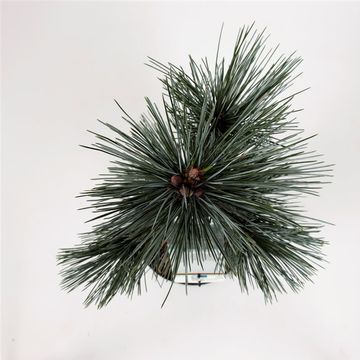 Pinus flexilis 'Vanderwolf's Pyramid'