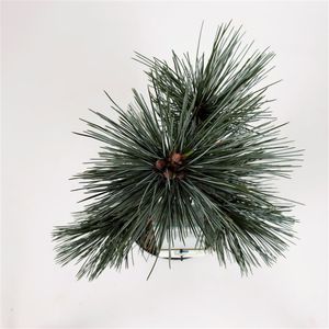 Pinus flexilis 'Vanderwolf's Pyramid' (Bremmer Boomkwekerijen)