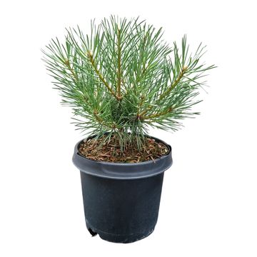 Pinus sylvestris 'Chantry Blue'