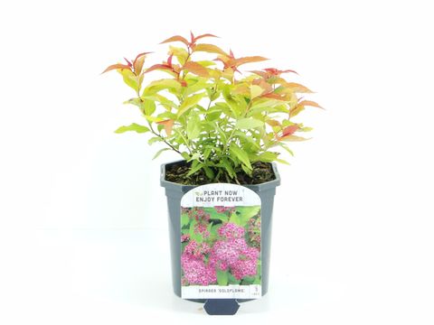 Spiraea japonica 'Goldflame'