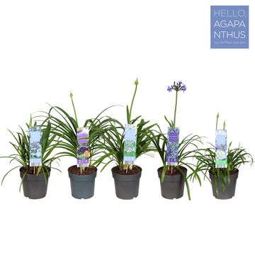 Agapanthus MIX