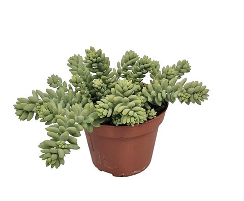 Sedum burrito