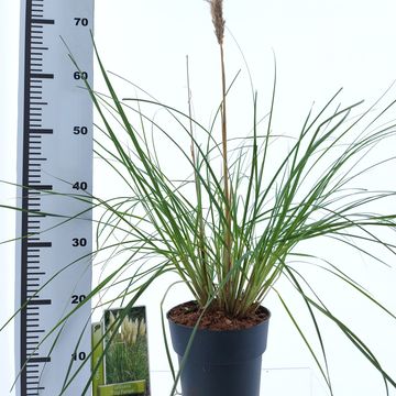 Cortaderia selloana TINY PAMPA