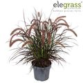 Pennisetum advena 'Tiny Tails'