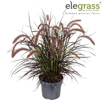 Pennisetum advena 'Tiny Tails'