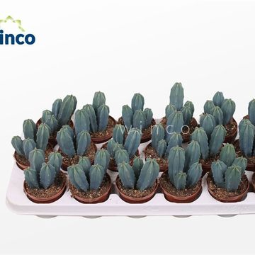 Myrtillocactus geometrizans