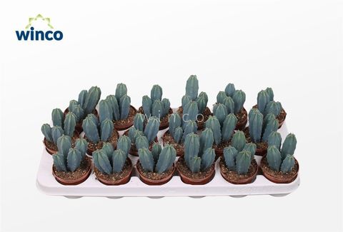 Myrtillocactus geometrizans