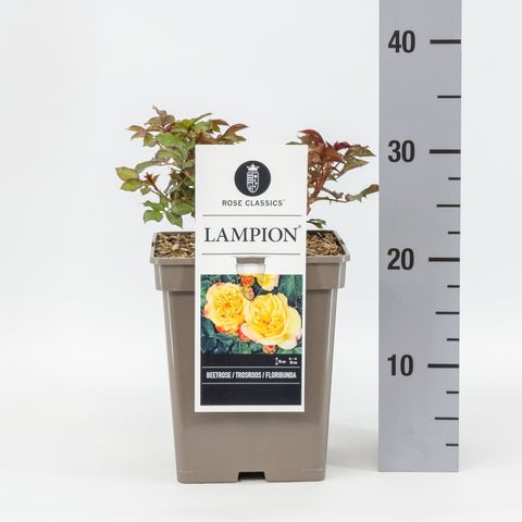 Rosa LAMPION