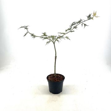 Acer palmatum 'Dissectum'