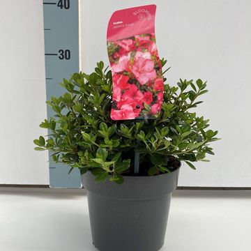 Rhododendron 'Anouk' (AJ)