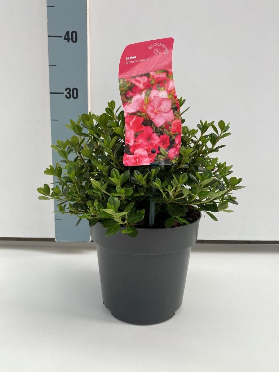 strelitzia reginae english Strelitzia Reginae XXL - 180cm | Online kaufen