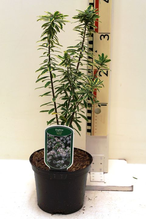Daphne x burkwoodii 'Astrid'