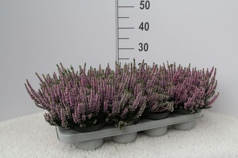 Calluna vulgaris Beauty Lady®  paars