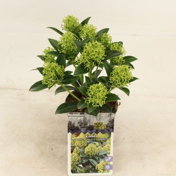 Skimmia japonica WHITE DWARF