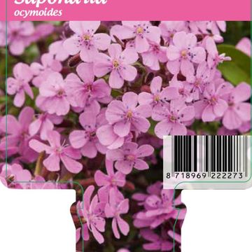 Saponaria ocymoides