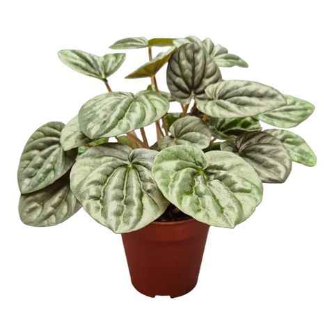 Peperomia griseoargentea