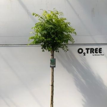 Robinia pseudoacacia 'Umbraculifera'