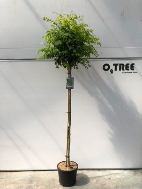 Robinia pseudoacacia 'Umbraculifera'