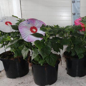 Hibiscus moscheutos LUNA MIX