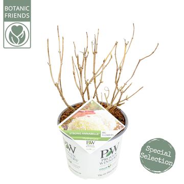 Hydrangea arborescens STRONG ANNABELLE / INCREDIBALL