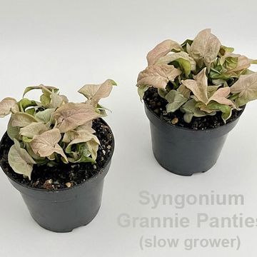 Syngonium 'Granny Panties'