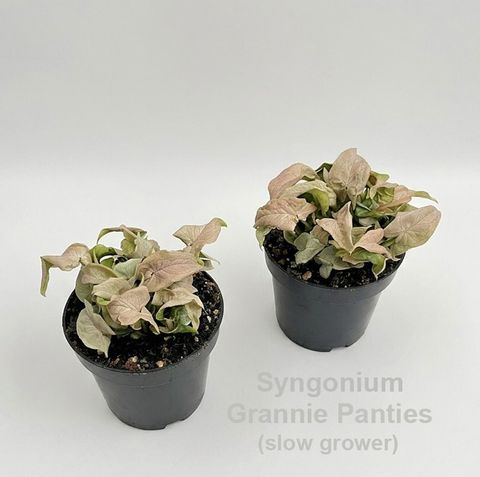 Syngonium 'Granny Panties'
