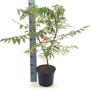 Rhus glabra