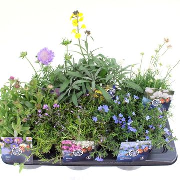 Plantes vivaces MIX