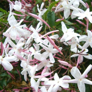 Jasminum officinale