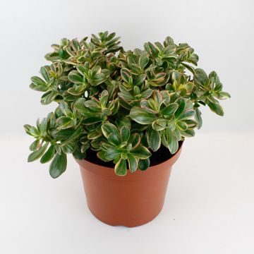Crassula ovata 'Sunset Magic'